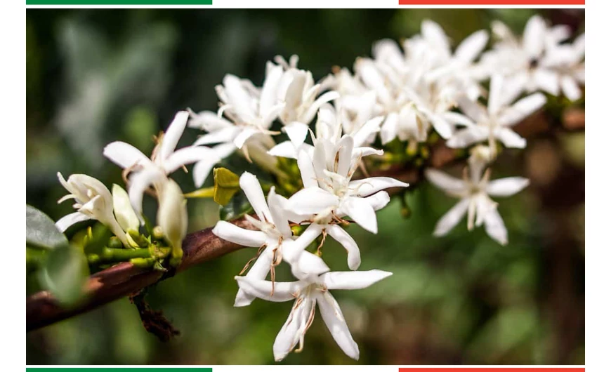 A kávé története és legendája